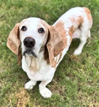 GILBERT - ADOPTION PENDING!