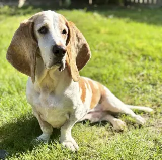 GILBERT - ADOPTION PENDING!