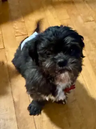 Chewy