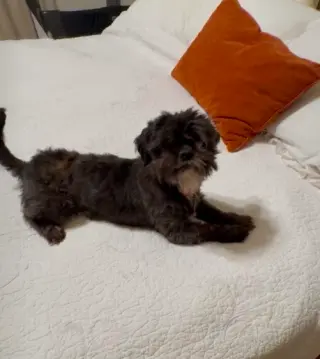 Chewy