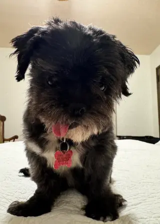 Chewy