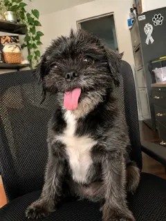 Chewy
