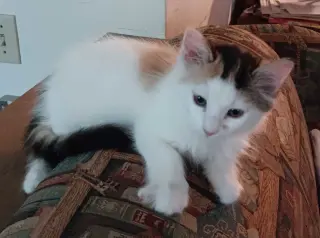 Trixie 2
