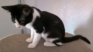 Kira