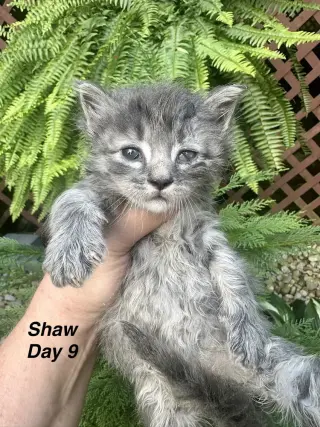 5 Star Kitties : Shaw