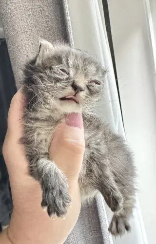 5 Star Kitties : Shaw