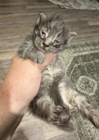 5 Star Kitties : Shaw
