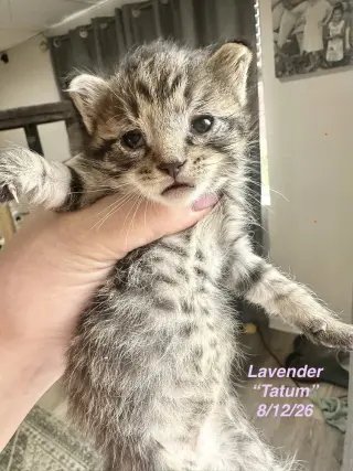 5 Star Kitties : Tatum
