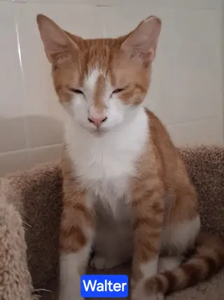 Walter