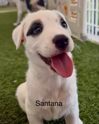 Santana