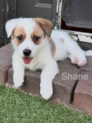 Shane