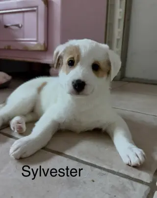Sylvester