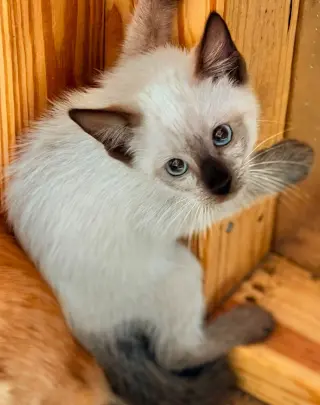 Prince