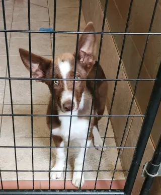 Scout