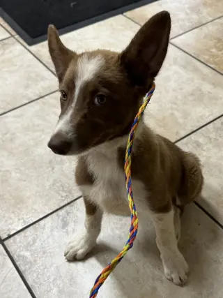 Scout
