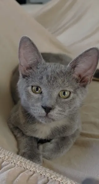 Eyore