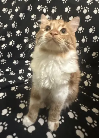 Creamsicle (bonded to Rainbow Pickle)