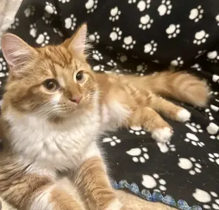 Creamsicle (bonded to Rainbow Pickle)