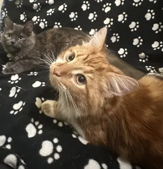 Creamsicle (bonded to Rainbow Pickle)