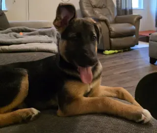 Signet - Adoption Pending