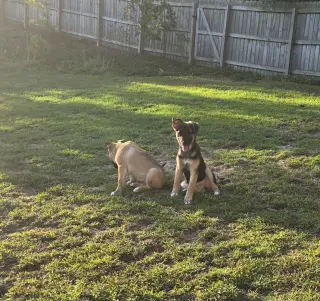 Signet - Adoption Pending