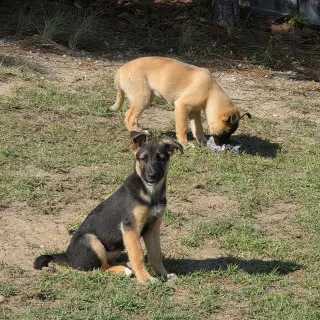 Signet - Adoption Pending