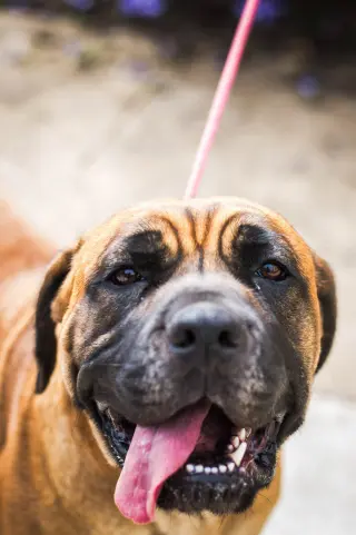 Norma
