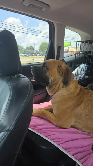 Norma