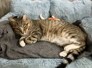 Doris