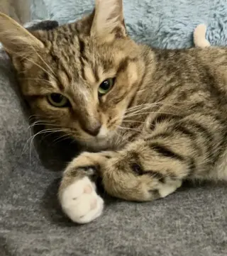 Doris