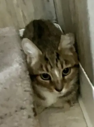 Doris