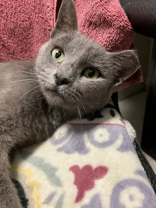 Janice