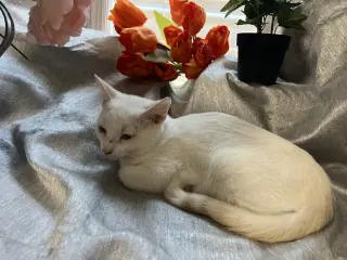 Nemo