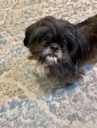 Simone