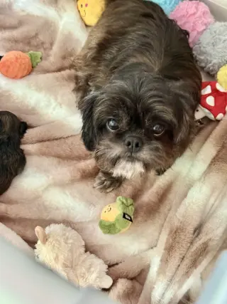 Simone