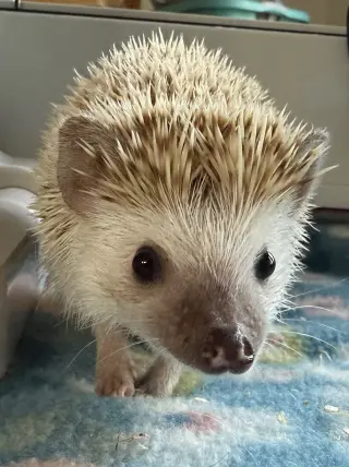 Maggie