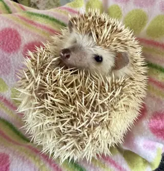 Maggie