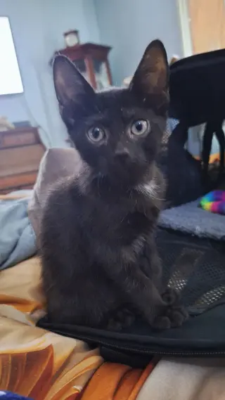 Moanao
