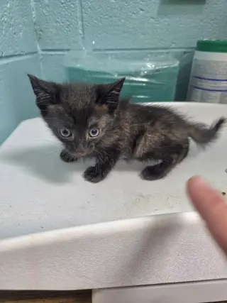 Paw Paw