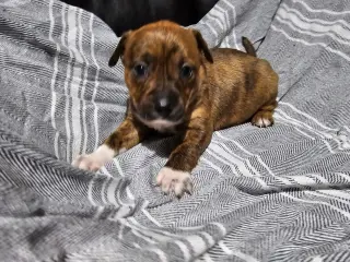 Nacie Mae *
