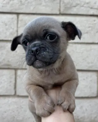 Rocket