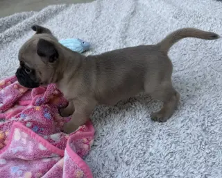 Rocket