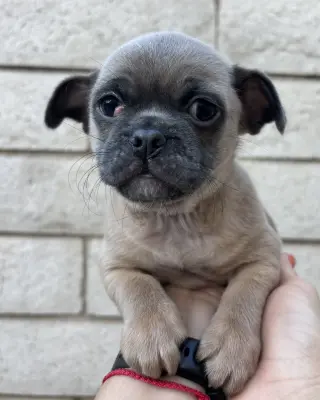 Rocket