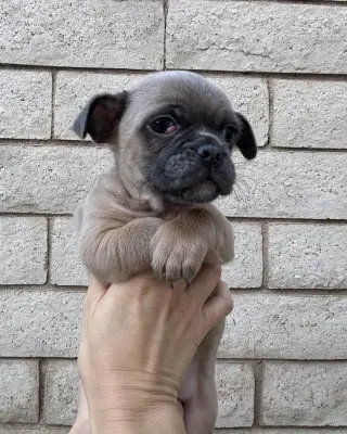 Rocket