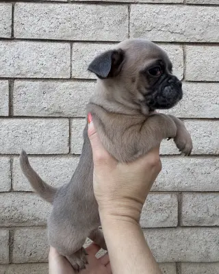 Rocket
