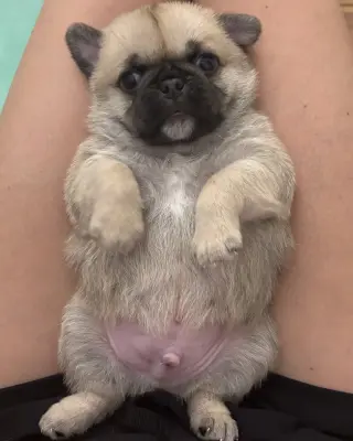 Winston