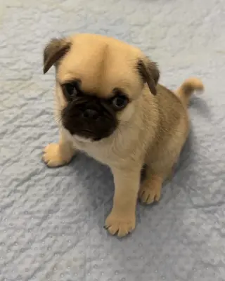 Winston
