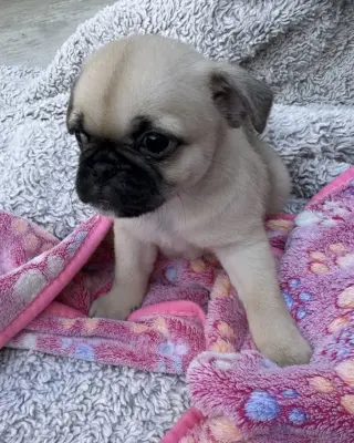 Winston