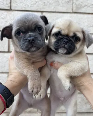 Winston