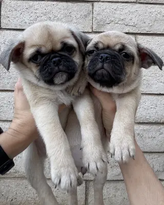 Winston